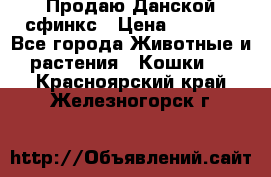  Продаю Данской сфинкс › Цена ­ 2 000 - Все города Животные и растения » Кошки   . Красноярский край,Железногорск г.